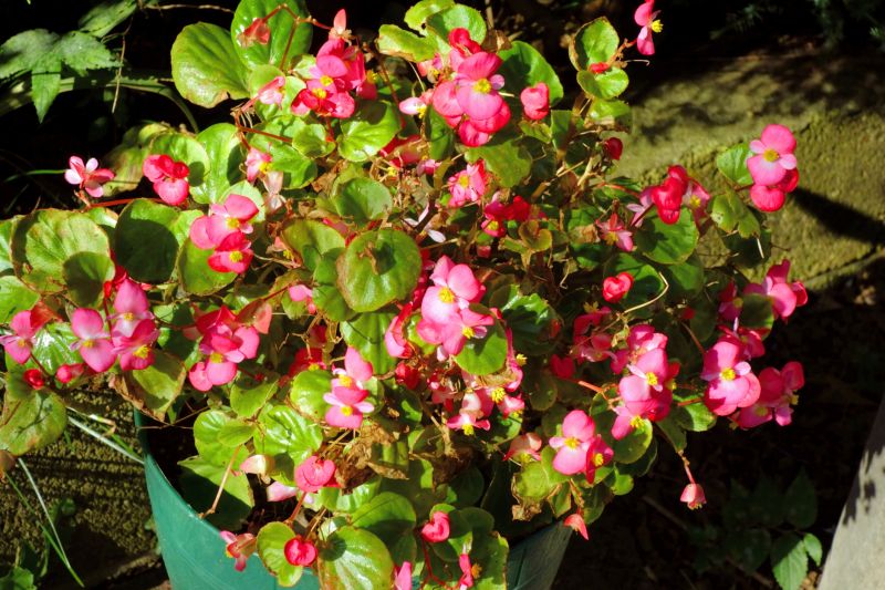 Contact About Camellia Planting