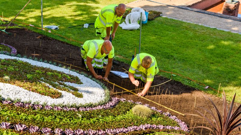 Camellia Planting