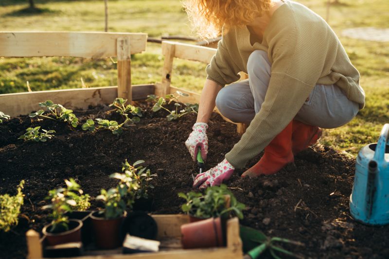 Camellia Planting