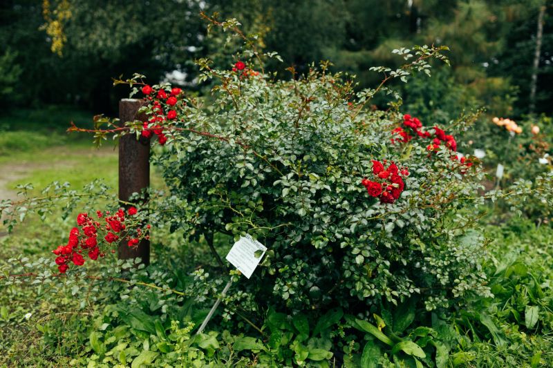 Shrub Replacement